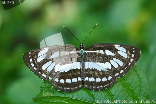 Image of Butterfly