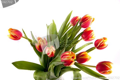 Image of tulip