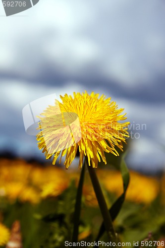 Image of Close-up yellow sowthistle