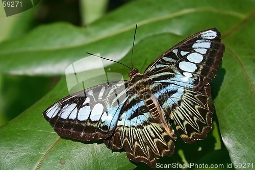 Image of Butterfly