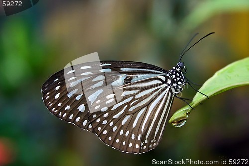 Image of Butterfly