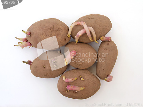 Image of Organic seed potatoes