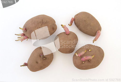Image of Five organic seed potatoes
