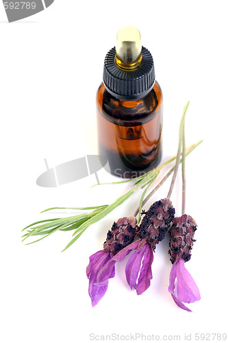 Image of lavender oil