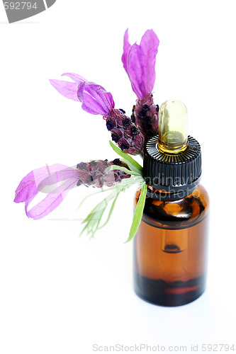 Image of lavender oil