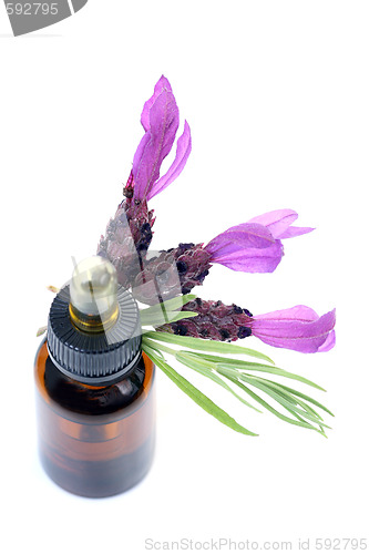 Image of lavender oil