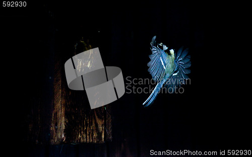 Image of Bird flying, great tit
