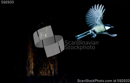 Image of Bird flying, great tit