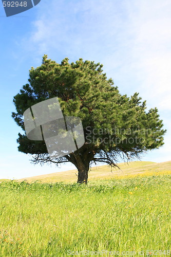 Image of Single Tree