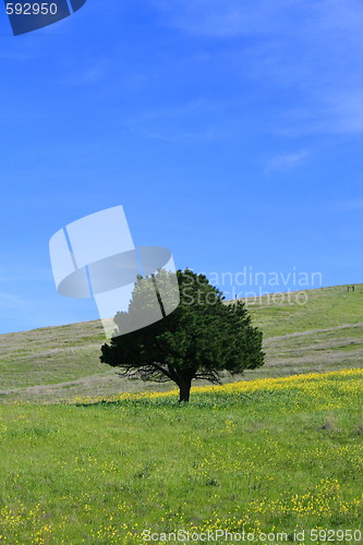 Image of Single Tree