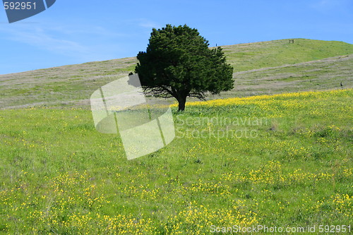 Image of Single Tree