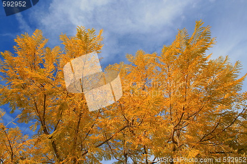 Image of Maple Tree