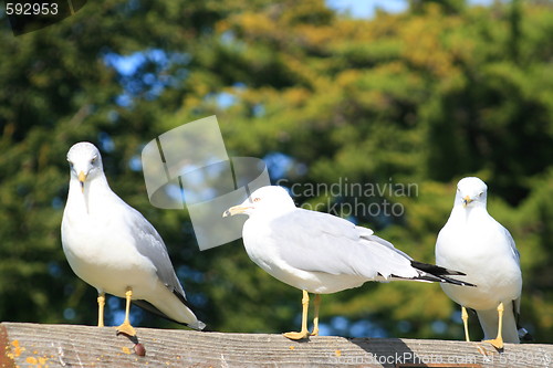 Image of Trio Of Seagulls