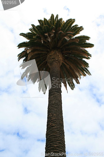 Image of Tropical Palm Tree