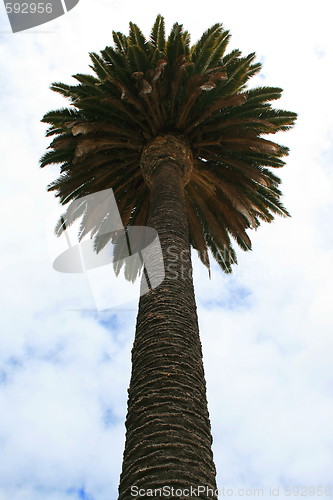 Image of Tropical Palm Tree