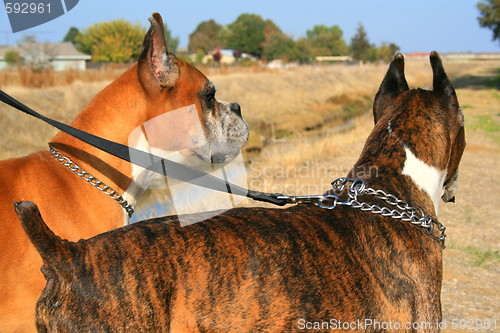 Image of Two Boxer Dogs