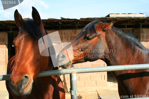 Image of Two Brown Horses