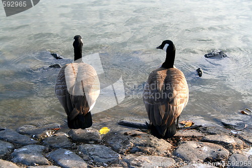 Image of Two Canadian Geese