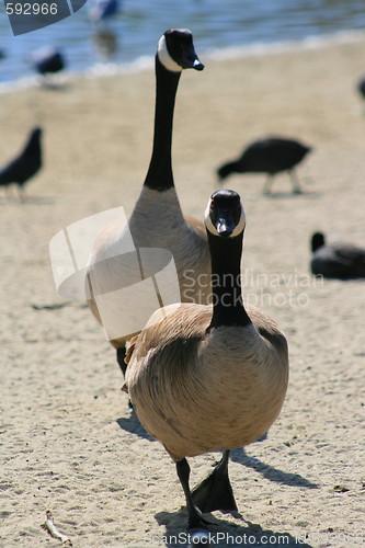 Image of Canadian Geese Walking