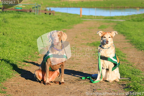 Image of Weimaraner And Australian Shepherd