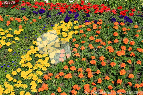 Image of Marigold And Petunia Flowers