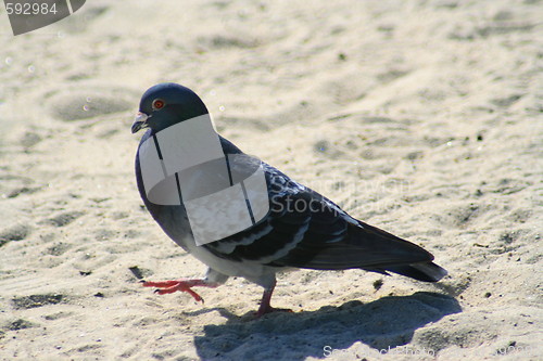 Image of Walking Pigeon