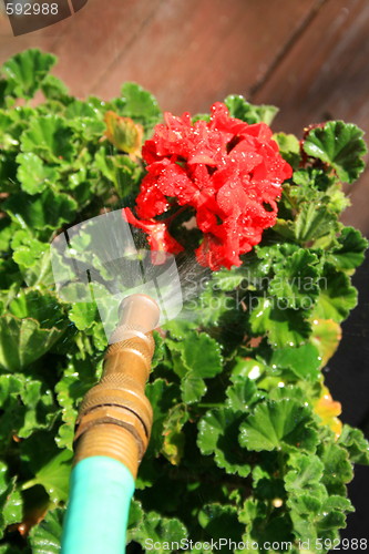 Image of Water Hose Spraying Geranium Flower