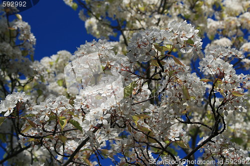 Image of White Cherry Blossoms