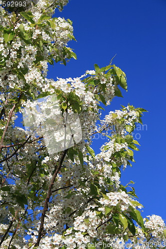 Image of White Cherry Blossoms