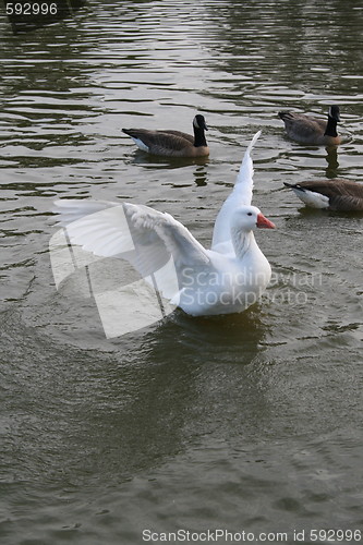 Image of White Duck