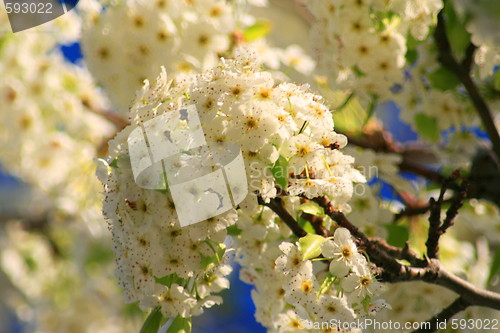 Image of White Blossoms Tree