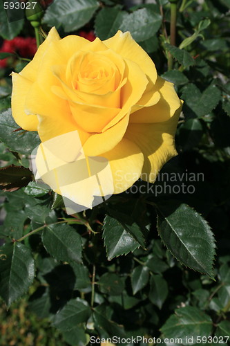 Image of Yellow Rose Flower