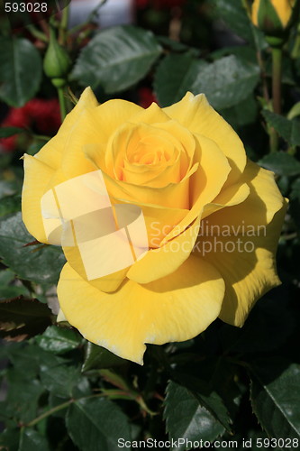 Image of Yellow Rose Flower