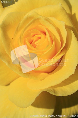 Image of Yellow Rose Flower