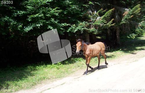 Image of Animals