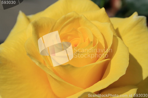 Image of Yellow Rose Flower