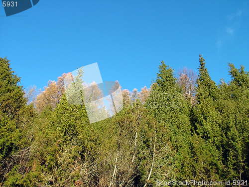 Image of Juniper tree to up