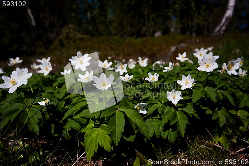 Image of wood anemones