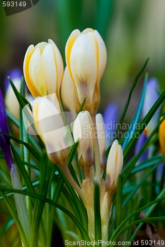 Image of crocus