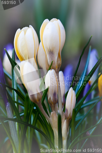 Image of crocus