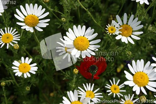 Image of cup-rose in a field of daisy