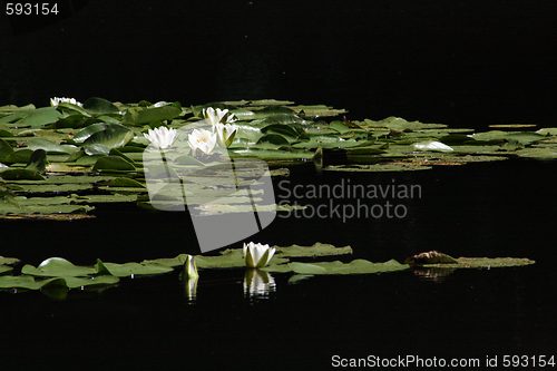 Image of water-lily