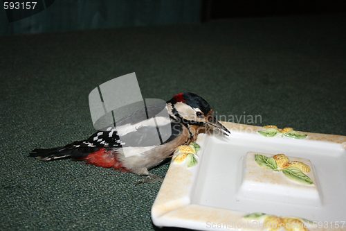 Image of woodpecker