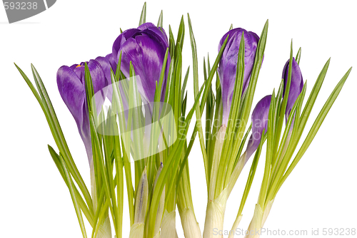 Image of Crocuses