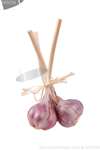 Image of Garlic