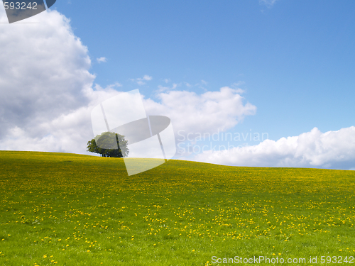 Image of lonely tree