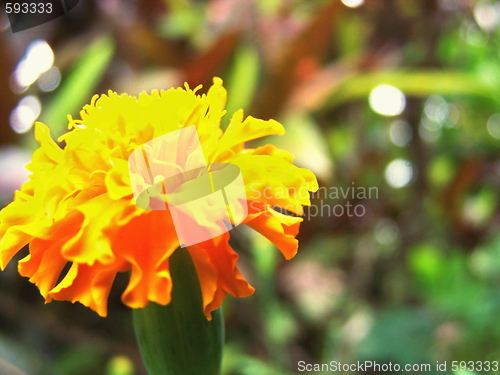 Image of Wild flower