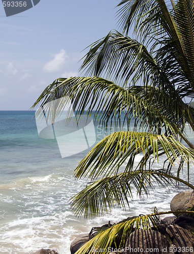 Image of palm tree over caribbean sea nicaragua