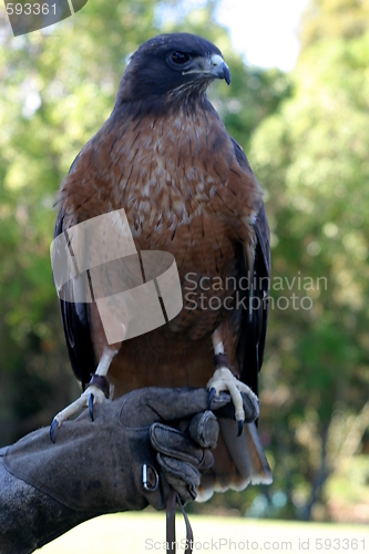 Image of Red Tailed Hawk