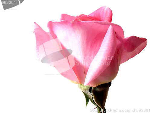 Image of rose
